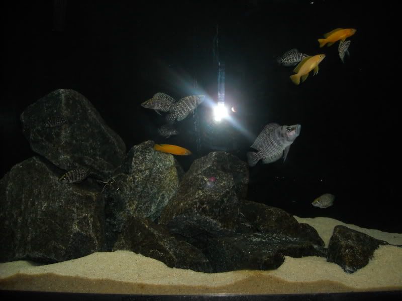 45GTanganyika003.jpg