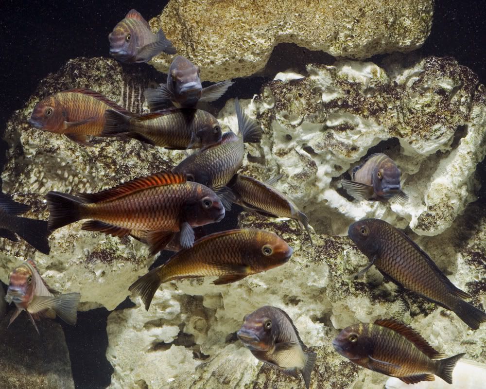 3dTrophs021909.jpg