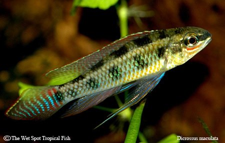 www.wetspottropicalfish.com