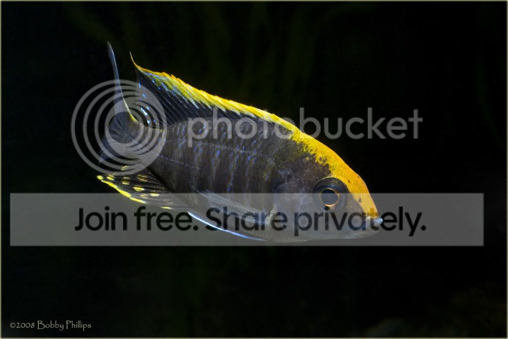 1bMaleJuvy100808.jpg