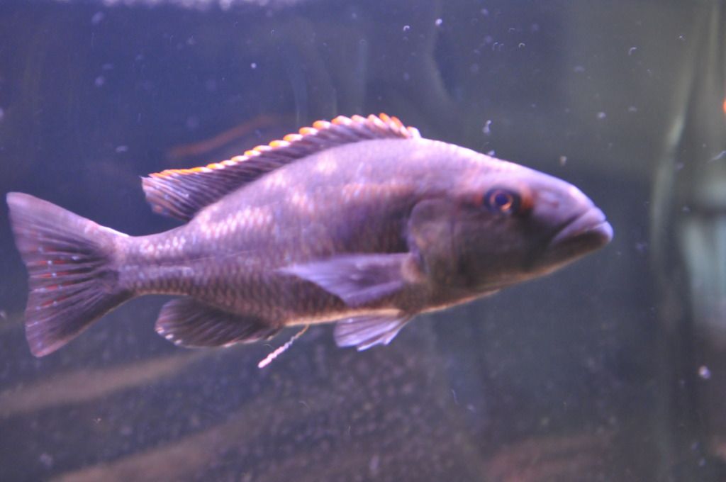 UnknownCichlid1.jpg
