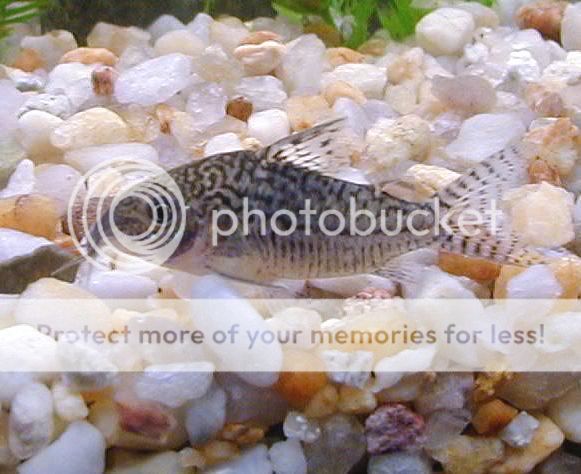 fish120-1.jpg