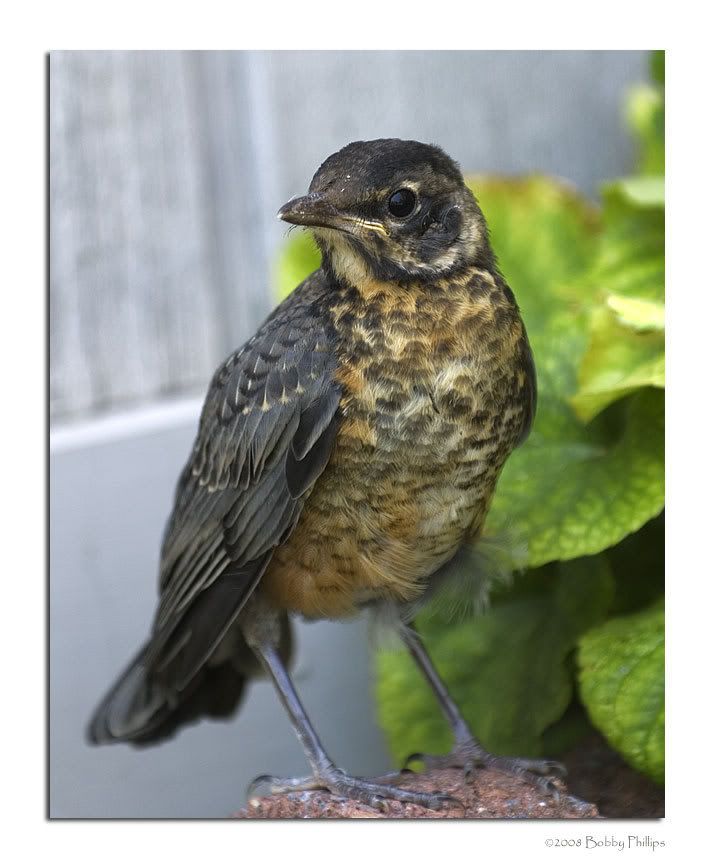 1dBabyRobin081308.jpg