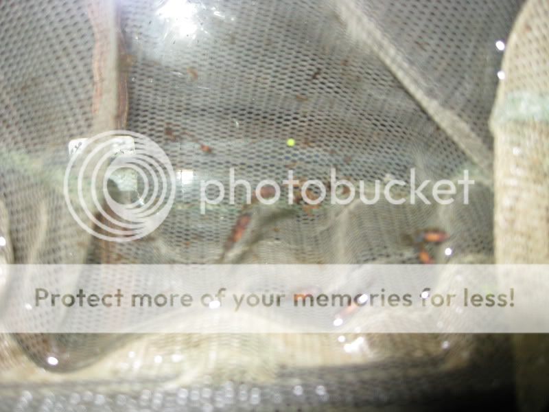 FishStuff.jpg