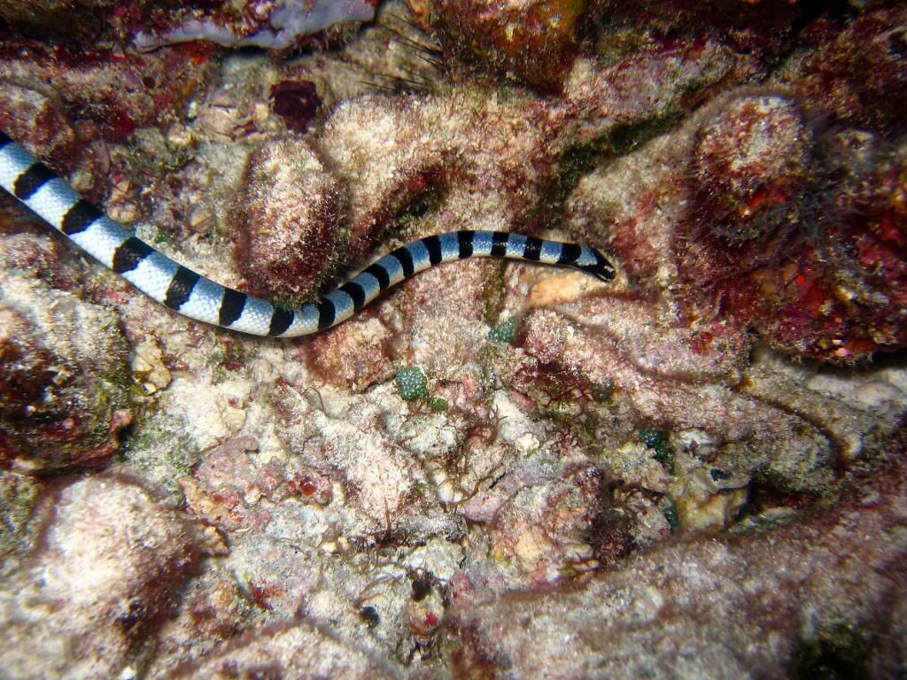 DivingPics072.jpg