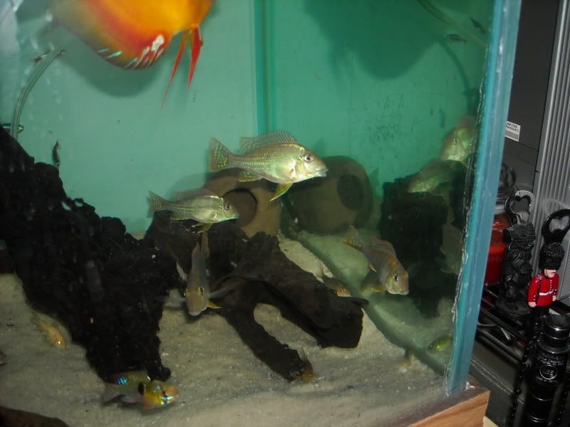 GeosOct09010.jpg