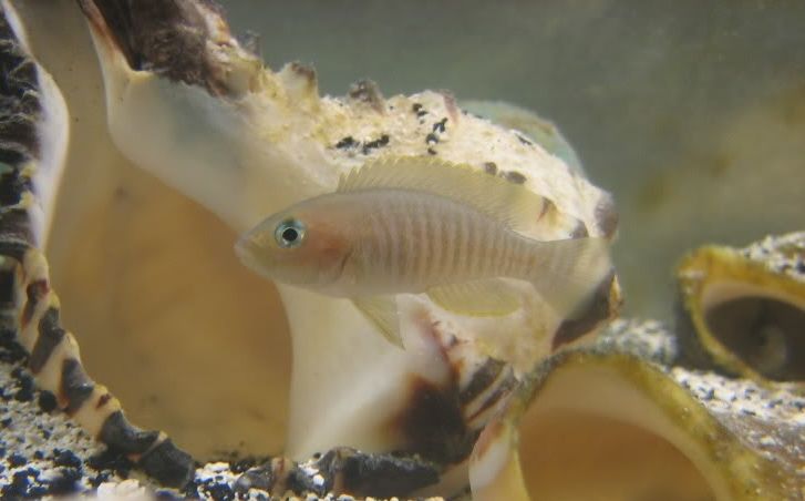 Multifasciatus_zps1c727c8d.jpg