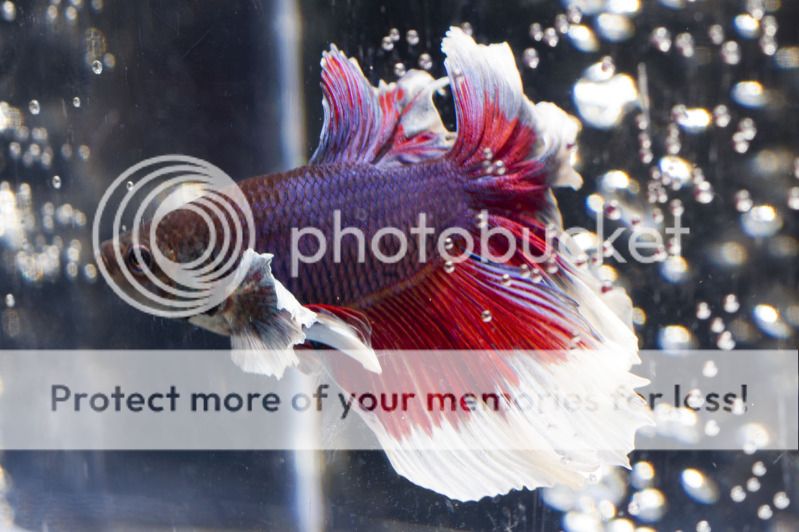 Betta6.jpg