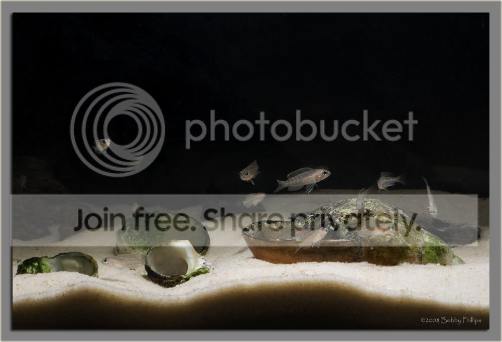 3eBrevisFry100208.jpg