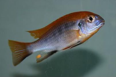 Gephyrochromis20moorii20Msuli.jpg