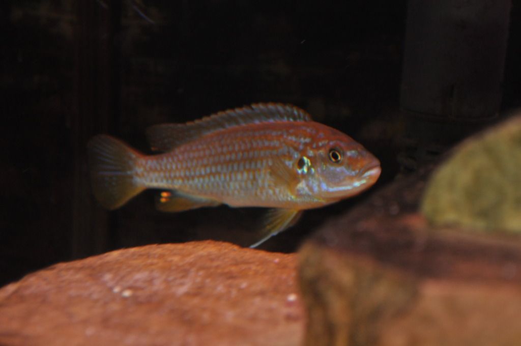 UnknownCichlid6.jpg