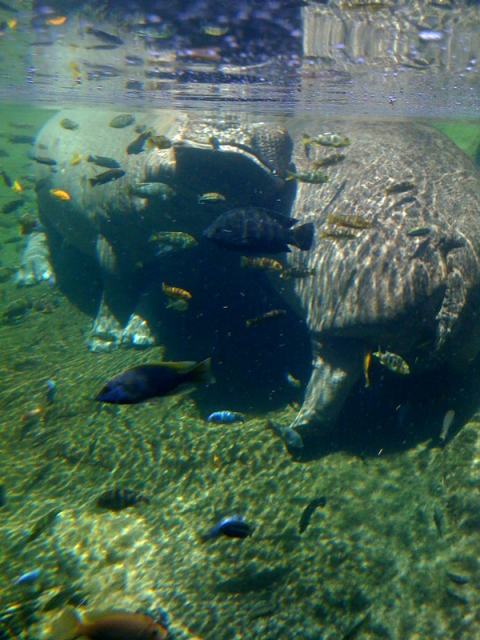 SAzoo4swimminwiththehippos.png