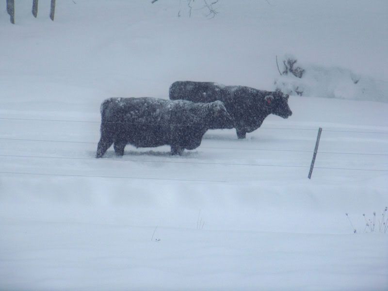 snowcows.jpg