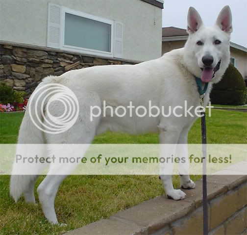 WhiteGSD.jpg