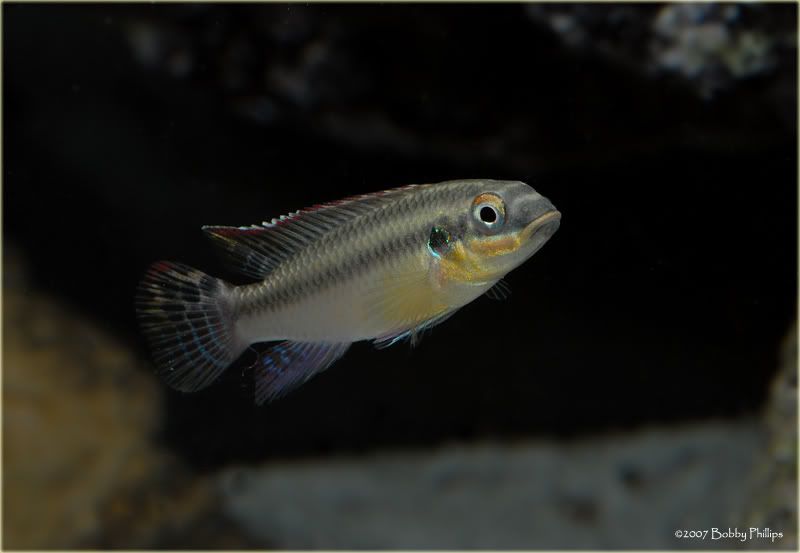 1aPelvicachromisTaeniatus.jpg