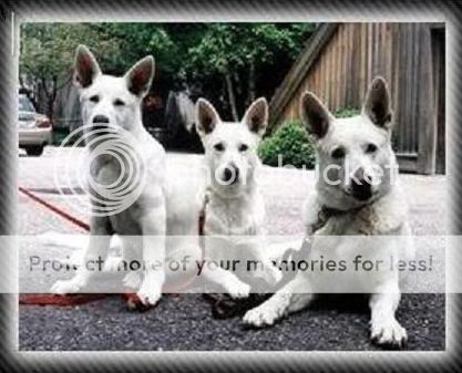 White-German-Shepherd-3.jpg