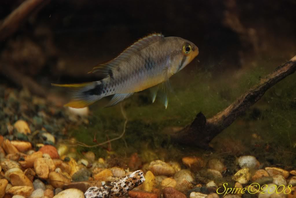 DSC_0713copyjpg1.jpg