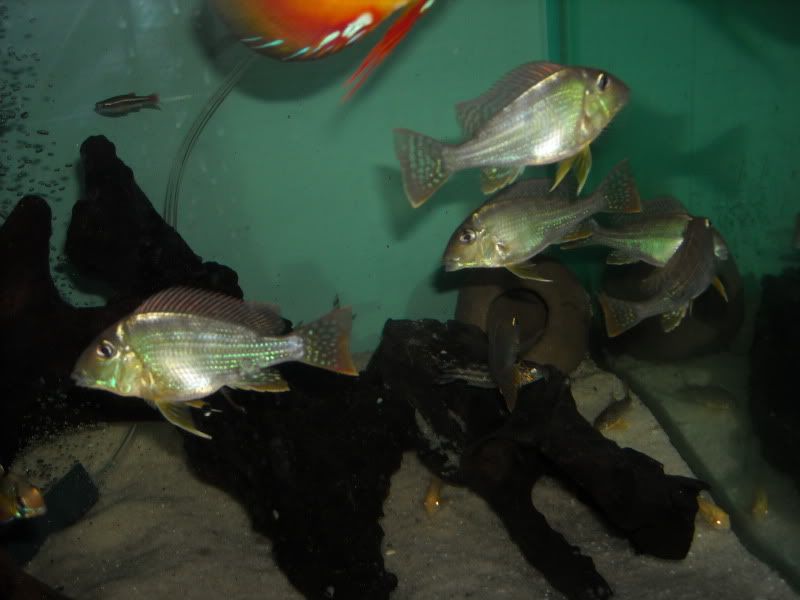 GeosOct09008.jpg