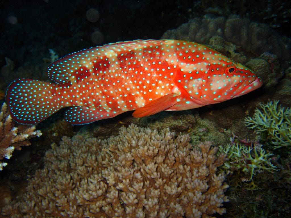 DivingPics106.jpg