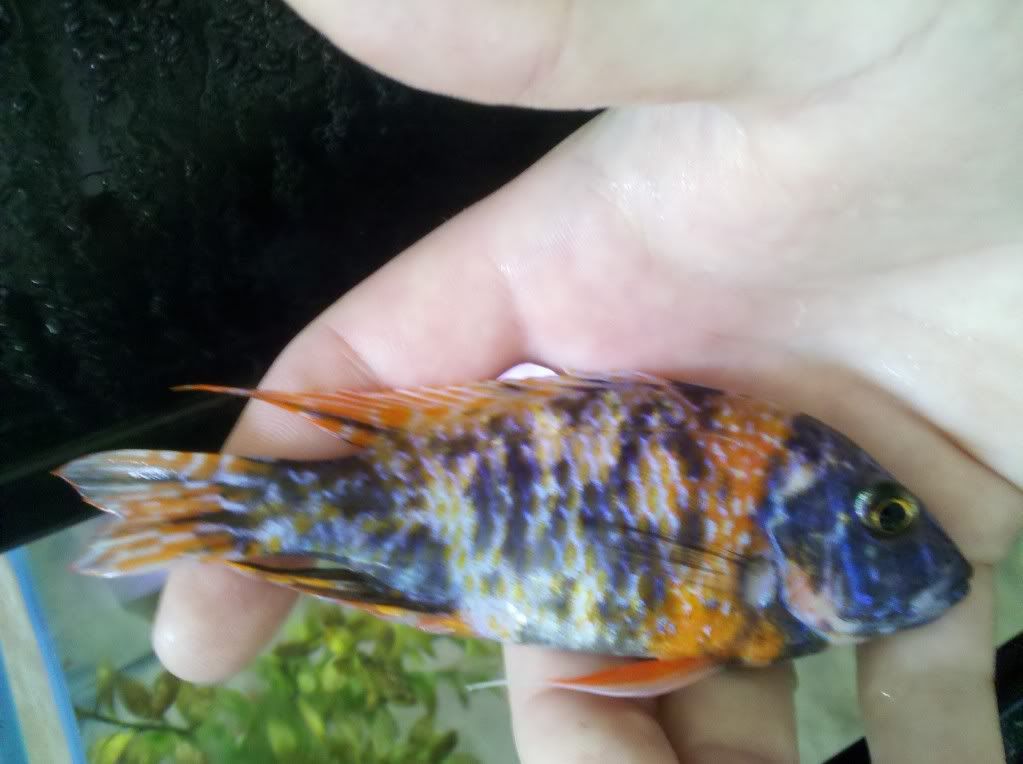 ObPeacock2.jpg