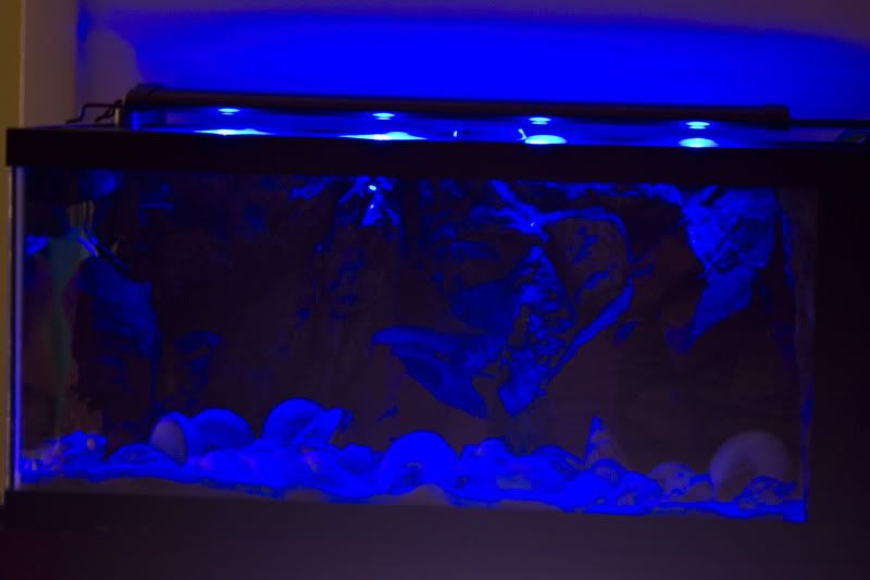 LED_20L_Night.jpg