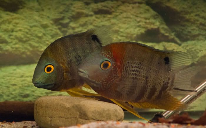 severums3535-1.jpg