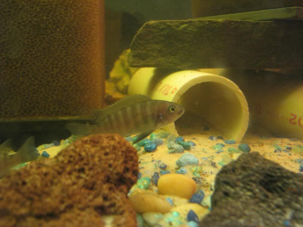 CynotilapiaAfraPuulu_20080126_054.jpg