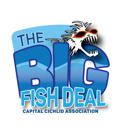 BFDlogo_web_zpscfzm9dhj.png