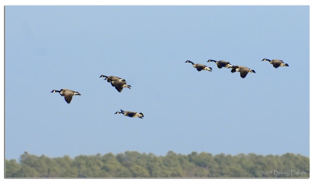 Geese1a.jpg
