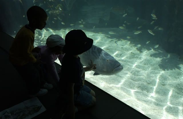 aquarium_3183-1.jpg