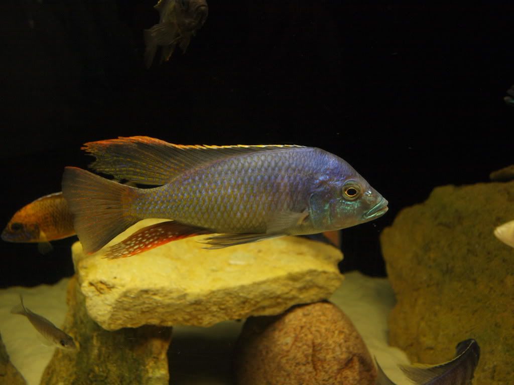 fish00097.jpg