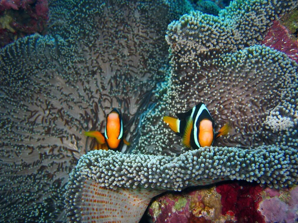 DivingPics162.jpg