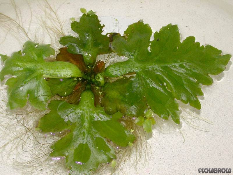 ceratopteris-pteridoides-4f7a0258adc11.jpg