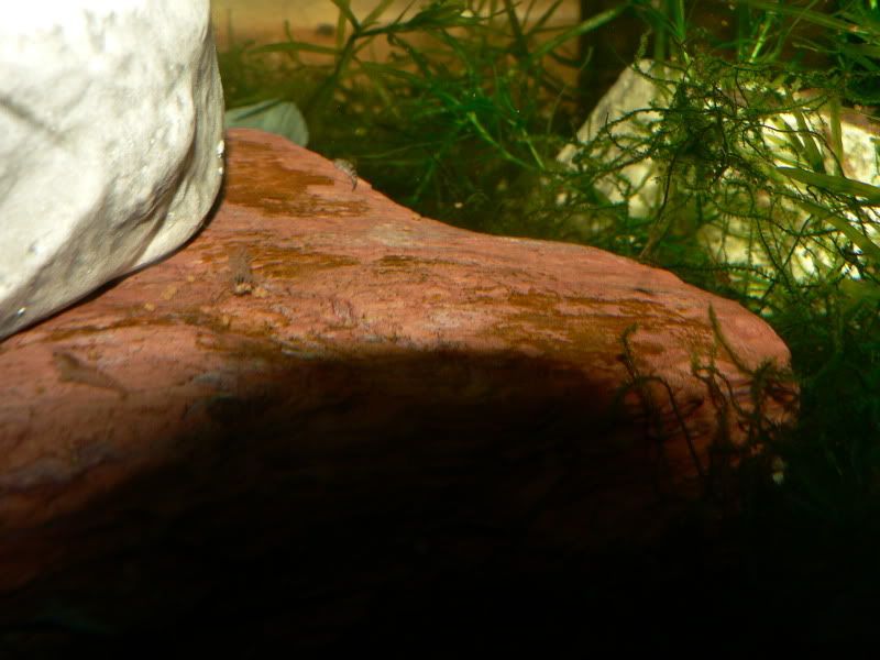 P1050687.jpg