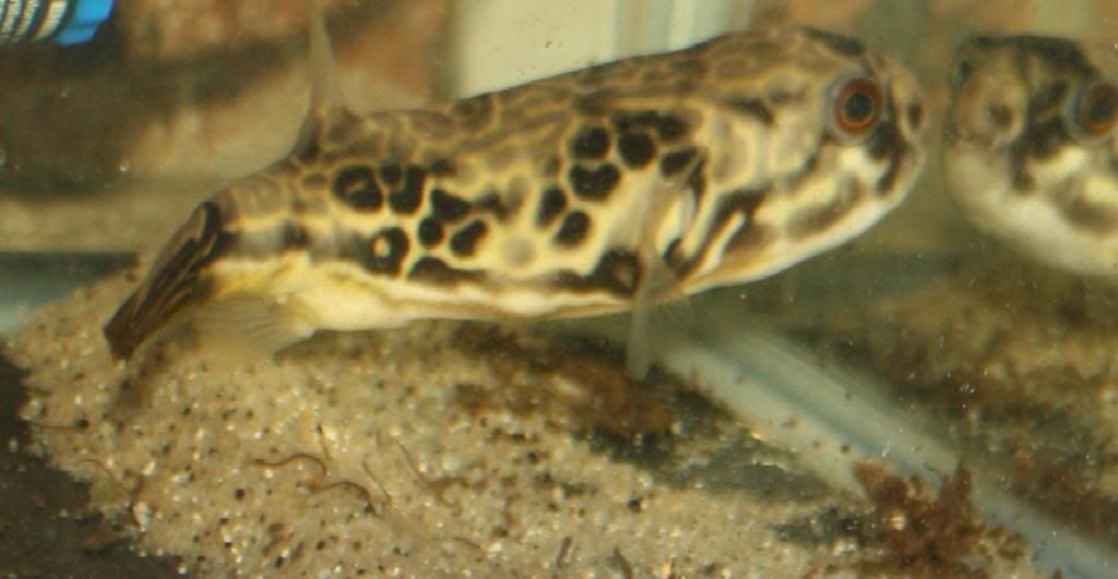 mbu_puffer_zpsa7326ae0.jpg