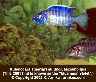 aul_stuartgranti_ungiblueneon.jpg