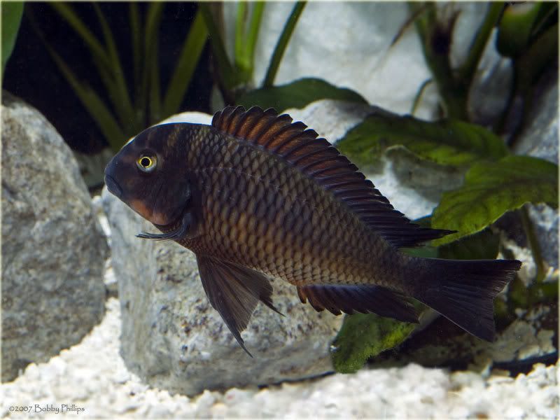 20cTropheusRed092607.jpg