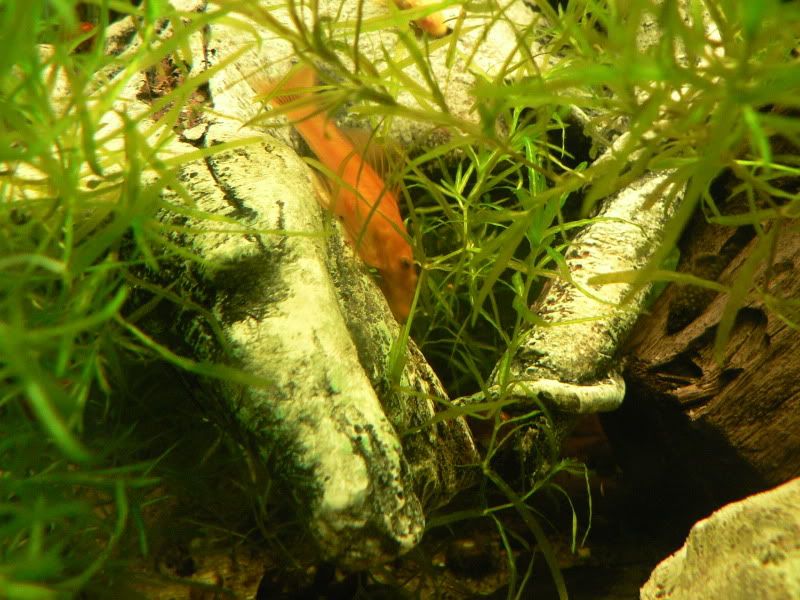 P1030316.jpg