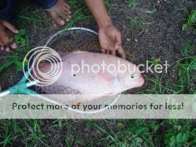 giantgourami.jpg