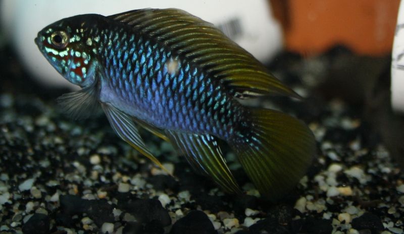 apisto_borelli_opal.jpg