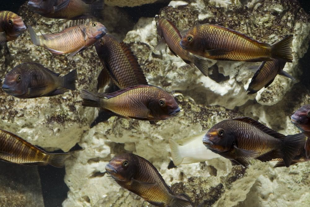3eTrophs021909.jpg