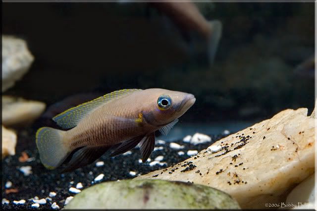 NeoNigriventris.jpg