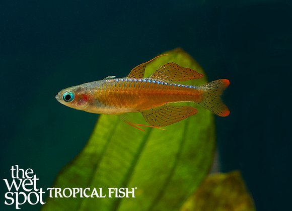 www.wetspottropicalfish.com