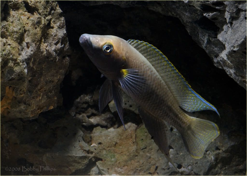 N_Nigreventris5b121508.jpg