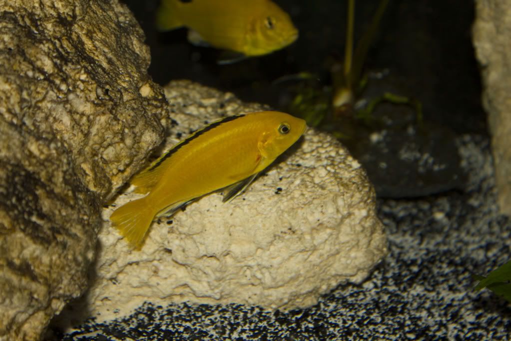 Red Gills?  Capital Cichlid Association