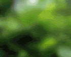 jirafant5.gif