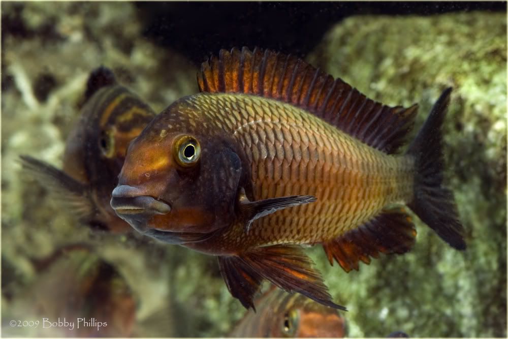 2aTroph021809.jpg