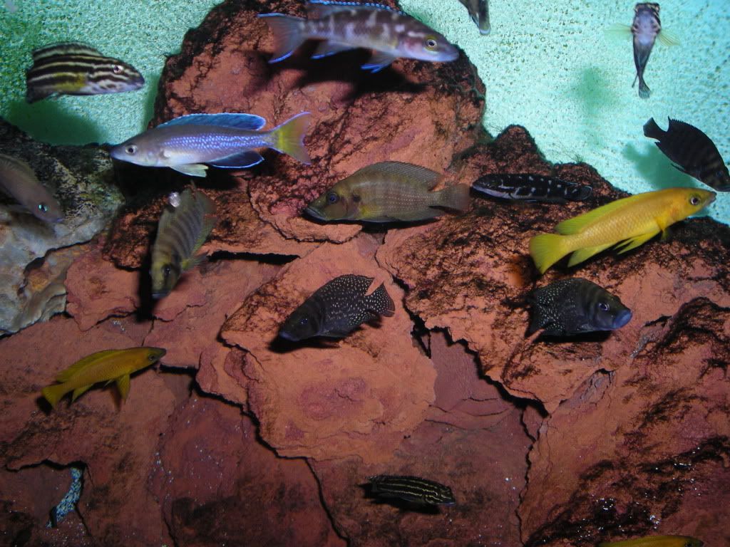 assortedfish162.jpg