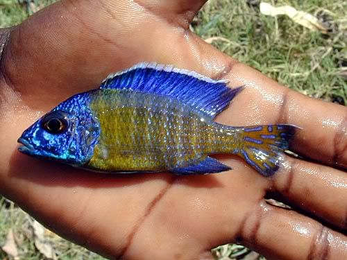 blueneon.jpg
