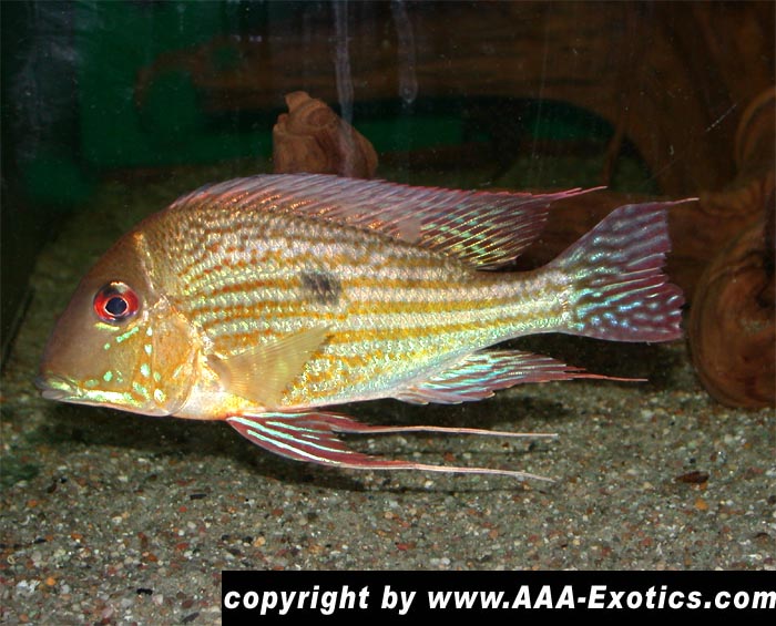 Geophagus%20abalios%20Kolumbien.jpg